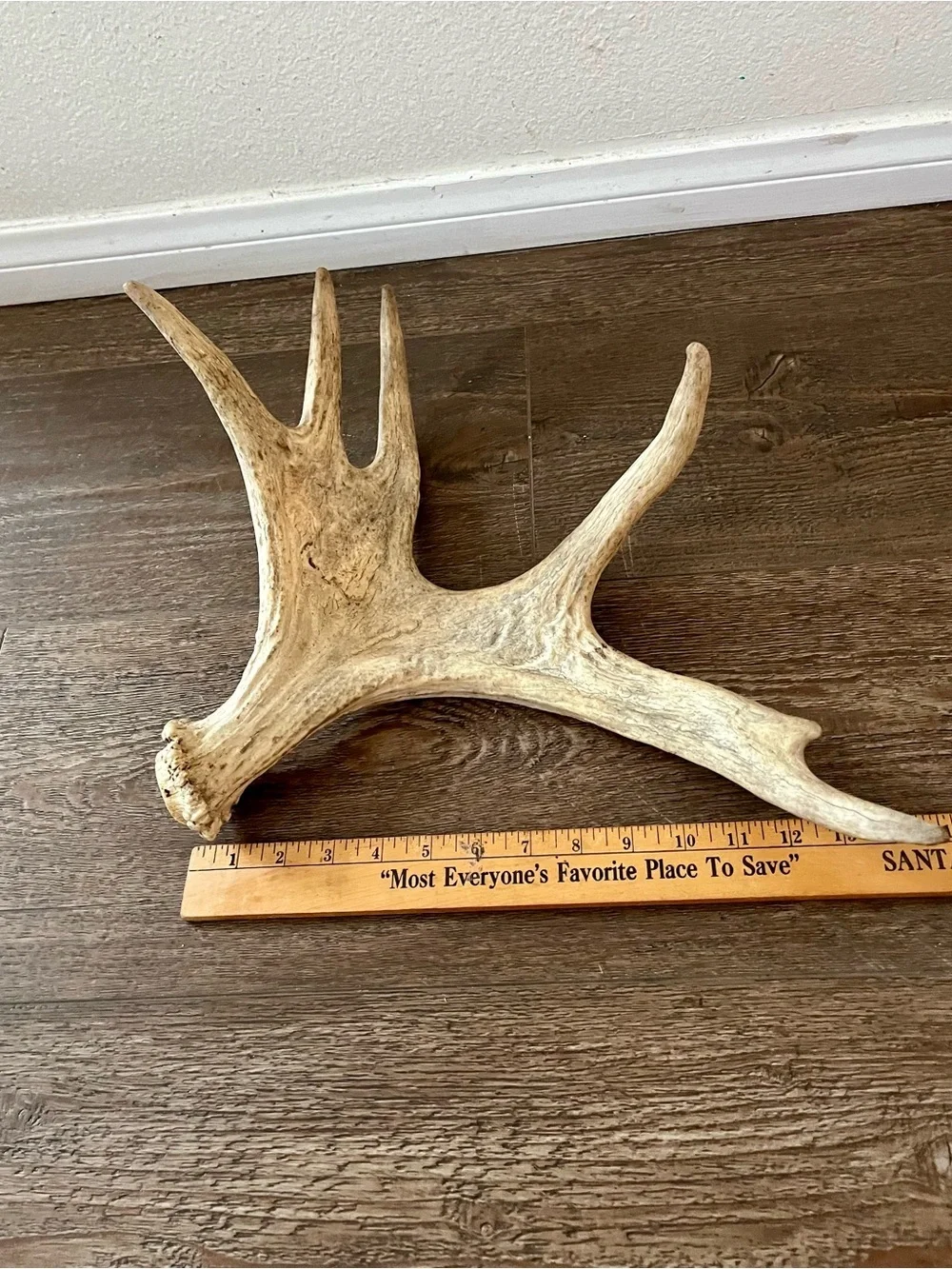 Natural Deer Antler Wall Accent - Cream Decorative Trophy